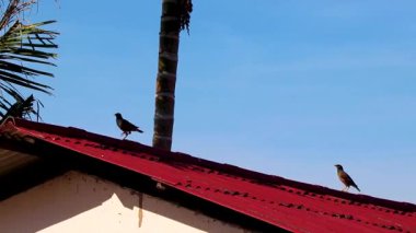 Tropikal Kuş Kuşları, Güneydoğu Asya 'da Khao Lak Amphoe Takua Pa Phang Nga Tayland' daki bir evin çatısında Myna 'yı tanıttı.