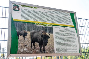 Kamyanyet İlçe Brest Bölgesi Belarus 25. Eylül 2020 'de Avrupalı bizon bizonları bizon bizonları bilge bilgi kurulu tarafından imzalandı Bielaviezskaja Pusca Ulusal Park Bialowieza Ormanı Belarus.