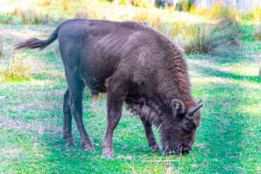 Bielaviezskaja Pusca Ulusal Parkı Bialowieza Ormanı Kamyanyets Bölgesi Belarus Bölgesi 'nde bizon bizonları bizonları bilge..