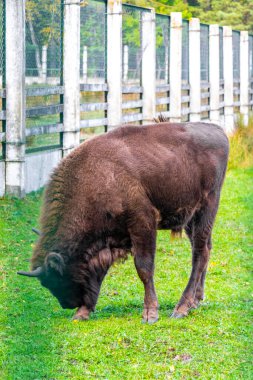 Bielaviezskaja Pusca Ulusal Parkı Bialowieza Ormanı Kamyanyets Bölgesi Belarus Bölgesi 'nde çitlerin arkasında bizon bizonları bilge..