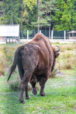 Bielaviezskaja Pusca Ulusal Parkı Bialowieza Ormanı Kamyanyets Bölgesi Belarus Bölgesi 'nde bizon bizonları bizonları bilge..