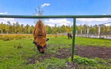 Bielaviezskaja Pusca Ulusal Parkı Bialowieza Ormanı Kamyanyets Bölgesi Belarus Bölgesi 'nde çitlerin arkasında bizon bizonları bilge..