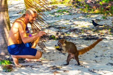 Bir adam, Playa del Carmen Quintana Roo Mexico 'daki tropikal ormanda koatileri yiyecekle besliyor..