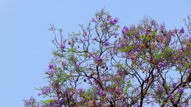 Mavi Mor Çiçekli Tropik Dev Jakaranda Ağacı Meksika 'nın Centro Tarihi Meksiko şehrinde çiçek açıyor..