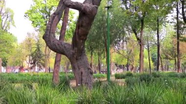 Centro Historico City Mexico 'daki Yeşil Alameda Central Park' taki Tropikal Ağaç Ağaçları.