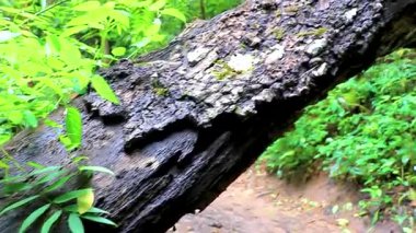 Büyük Kırık Ağaç Gövdesi Güney Asya 'daki Chiang Mai Amphoe Mueang Mai Tayland' daki Tropikal Orman 'da Yürüyüş yolunda yatıyor..
