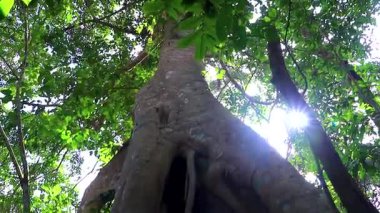 Güney Asya 'da, kökleri Chiang Mai Amphoe' da bulunan Mueang Chiang Mai Tayland kökleri arasında patika yolu olan dev bir ağaç..