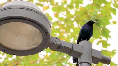 Büyük Kuyruklu Grackle Quiscalus Meksikalısı erkek kuş Centro Historico Mexico City 'deki Alameda Central Park' ta bir sokak lambasının üzerinde oturuyor..