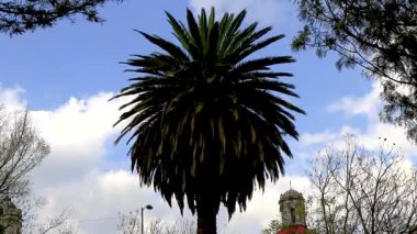 Centro Historico Mexico City 'de açık beyaz bulutlu mavi gökyüzü olan güzel yuvarlak palmiye ağaçları..