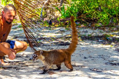 Bir adam, Playa del Carmen Quintana Roo Mexico 'daki tropikal ormanda koatileri yiyecekle besliyor..