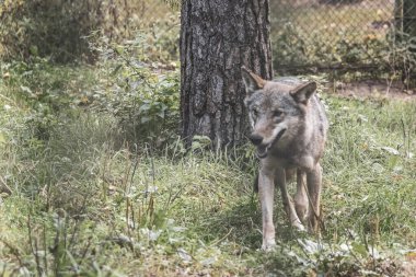 Bielaviezskaja Pusca Ulusal Parkı Bialowieza Ormanı Kamyanyets İlçe Brest Bölgesi 'nde çitin arkasında tehlikeli bir kurt var..
