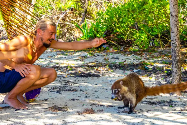 Bir adam, Playa del Carmen Quintana Roo Mexico 'daki tropikal ormanda koatileri yiyecekle besliyor..