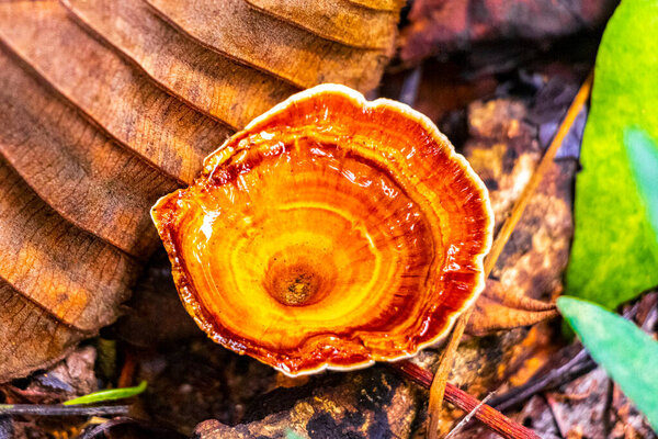 Hard orange white mushroom fungus on ground and tree in tropical forest jungle in Chiang Mai Amphoe Mueang Chiang Mai Thailand in Southeastasia Asia.