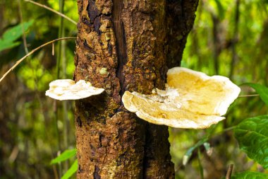 Güneydoğu Asya 'daki Chiang Mai Amphoe Mueang Mai Tayland' da tropikal orman ormanlarında sert turuncu beyaz mantar ve ağaç..