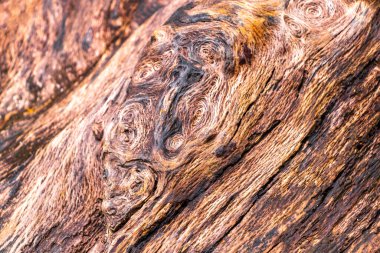 Güneydoğu Asya 'daki Chiang Mai Amphoe Mueang Mai Tayland' da Yuvarlak desenli Tropik Ağaç Kabuğu..