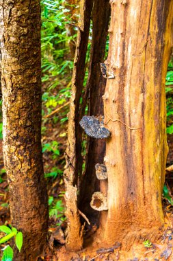 Güneydoğu Asya 'daki Chiang Mai Amphoe Mueang Mai Tayland' da tropikal orman ormanlarında sert turuncu beyaz mantar ve ağaç..