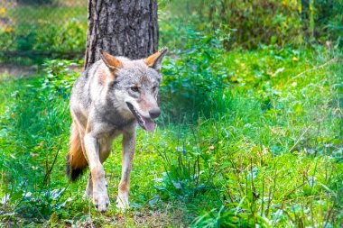 Bielaviezskaja Pusca Ulusal Parkı Bialowieza Ormanı Kamyanyets İlçe Brest Bölgesi 'nde çitin arkasında tehlikeli bir kurt var..