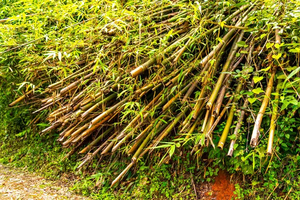 Güney Asya 'daki Chiang Mai Amphoe Mueang Mai Tayland' da birçok yeşil kesilmiş bambu ağacı.
