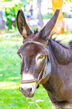 Leninskiy Rayon Brest Bölgesi Belarus 'taki yeşil parkta eyerli eşek..