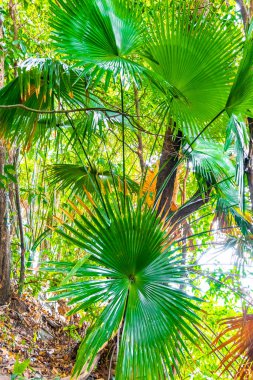 Khao Lak Lam Ru Ulusal Parkı Khuekkhak Amphoe Takua Pa Phang Nga Tayland 'da Yeşil Kral Thai Palmiye Ağacı Bitkisi ile güzel Tropikal Orman Doğası.
