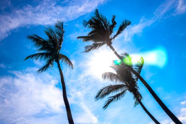 Gökyüzünde tropikal palmiye ağaçları Pattaya Bang Lamung Amphoe Chon Buri Tayland, Güneydoğu Asya.
