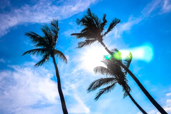 Gökyüzünde tropikal palmiye ağaçları Pattaya Bang Lamung Amphoe Chon Buri Tayland, Güneydoğu Asya.