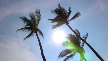 Gökyüzünde tropikal palmiye ağaçları Pattaya Bang Lamung Amphoe Chon Buri Tayland, Güneydoğu Asya.