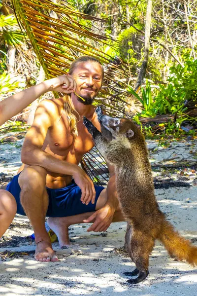 Bir adam, Playa del Carmen Quintana Roo Mexico 'daki tropikal ormanda koatileri yiyecekle besliyor..