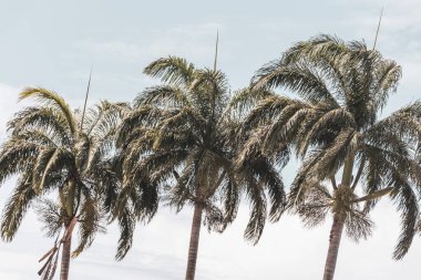 Rio de Janeiro Eyaleti Rio de Janeiro Brezilya 'da Mavi Bulutlu Gökyüzü Arkaplanlı Tropikal Palmiye Ağaçları.