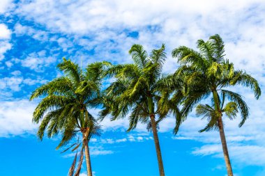 Rio de Janeiro Eyaleti Rio de Janeiro Brezilya 'da Mavi Bulutlu Gökyüzü Arkaplanlı Tropikal Palmiye Ağaçları.