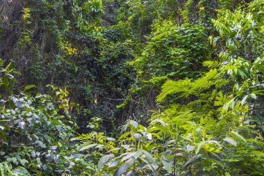 Rio de Janeiro Eyaleti Rio de Janeiro Brezilya 'da Dağ Dağları Tepeleri Kayalıkları Yağmur Ormanı ve Mavi Bulutlu Gökyüzü Manzarası.