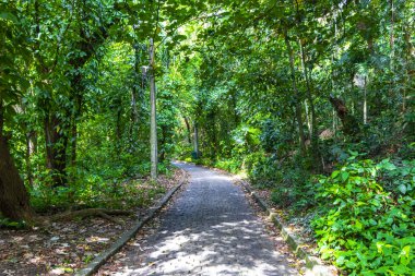 Rio de Janeiro eyaletinin Rio de Janeiro eyaletindeki dağlarda doğa yağmur ormanlarında yürüyüş yolu..