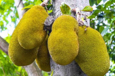 Jackfruit Artocarpus heterophyllus Rio de Janeiro Brezilya 'nın doğasında kriko ağacında yetişiyor..