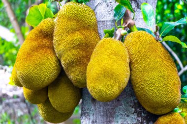 Jackfruit Artocarpus heterophyllus Rio de Janeiro Brezilya 'nın doğasında kriko ağacında yetişiyor..