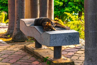 Parkta yaşayan sokak köpeği, Güney Asya 'da Pattaya Bang Lamung Amphoe Chon Buri Tayland' da parkta uyuyor..