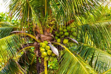 Rio de Janeiro Eyaleti Rio de Janeiro Brezilya 'da Hindistan cevizi ve Mavi Bulutlu Gökyüzü Arkaplanı ile Tropikal Palmiye Ağaçları Palmiyesi.
