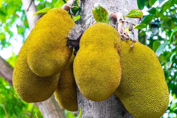 Jackfruit Artocarpus heterophyllus Rio de Janeiro Brezilya 'nın doğasında kriko ağacında yetişiyor..