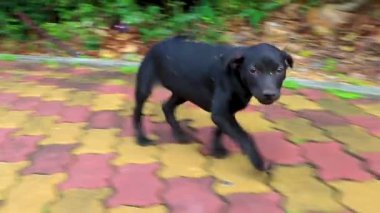Güneydoğu Asya 'da Pattaya Bang Lamung Amphoe Chon Buri Tayland' daki parkta yaşayan genç, sevimli, oyuncu, siyah beyaz köpek yavrusu yavruları..