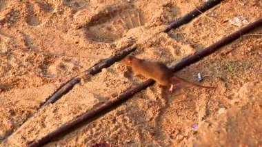 Güneydoğu Asya 'daki Pattaya Bang Lamung Amphoe Chon Buri Tayland' da çöplerle dolu sahilde şişman sıçanlar..