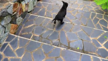 Güneydoğu Asya 'da Pattaya Bang Lamung Amphoe Chon Buri Tayland' daki parkta yaşayan genç, sevimli, oyuncu, siyah beyaz köpek yavrusu yavruları..