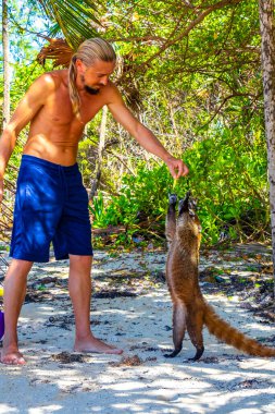 Bir adam, Playa del Carmen Quintana Roo Mexico 'daki tropikal ormanda koatileri yiyecekle besliyor..