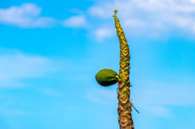 Çiçekli Papaya ağacı Rio de Janeiro Eyaleti Rio de Janeiro Brezilya 'da meyve ve kökü.