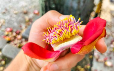 Gülle ağacı Shorea Robusta büyük kırmızı pembe çiçek Rio de Janeiro Eyaleti Rio de Janeiro Brezilya.