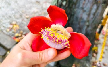 Gülle ağacı Shorea Robusta büyük kırmızı pembe çiçek Rio de Janeiro Eyaleti Rio de Janeiro Brezilya.
