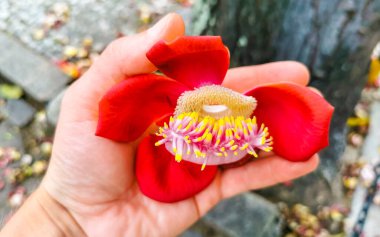 Gülle ağacı Shorea Robusta büyük kırmızı pembe çiçek Rio de Janeiro Eyaleti Rio de Janeiro Brezilya.