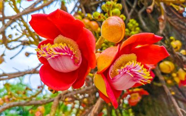 Gülle ağacı Shorea Robusta çiçek ağacı Rio de Janeiro Eyaleti Rio de Janeiro Brezilya 'da çiçekler ve kahverengi meyvelerle.
