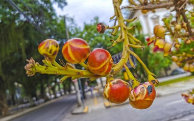 Gülle ağacı Shorea Robusta çiçek ağacı Rio de Janeiro Eyaleti Rio de Janeiro Brezilya 'da çiçekler ve kahverengi meyvelerle.