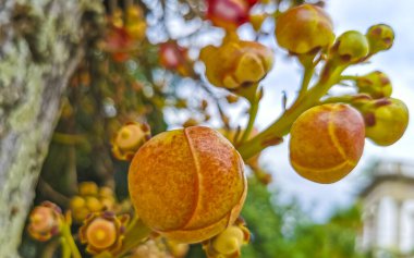 Gülle ağacı Shorea Robusta çiçek ağacı Rio de Janeiro Eyaleti Rio de Janeiro Brezilya 'da çiçekler ve kahverengi meyvelerle.