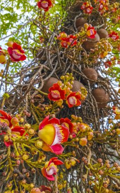 Gülle ağacı Shorea Robusta çiçek ağacı Rio de Janeiro Eyaleti Rio de Janeiro Brezilya 'da çiçekler ve kahverengi meyvelerle.