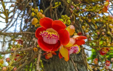 Gülle ağacı Shorea Robusta çiçek ağacı Rio de Janeiro Eyaleti Rio de Janeiro Brezilya 'da çiçekler ve kahverengi meyvelerle.